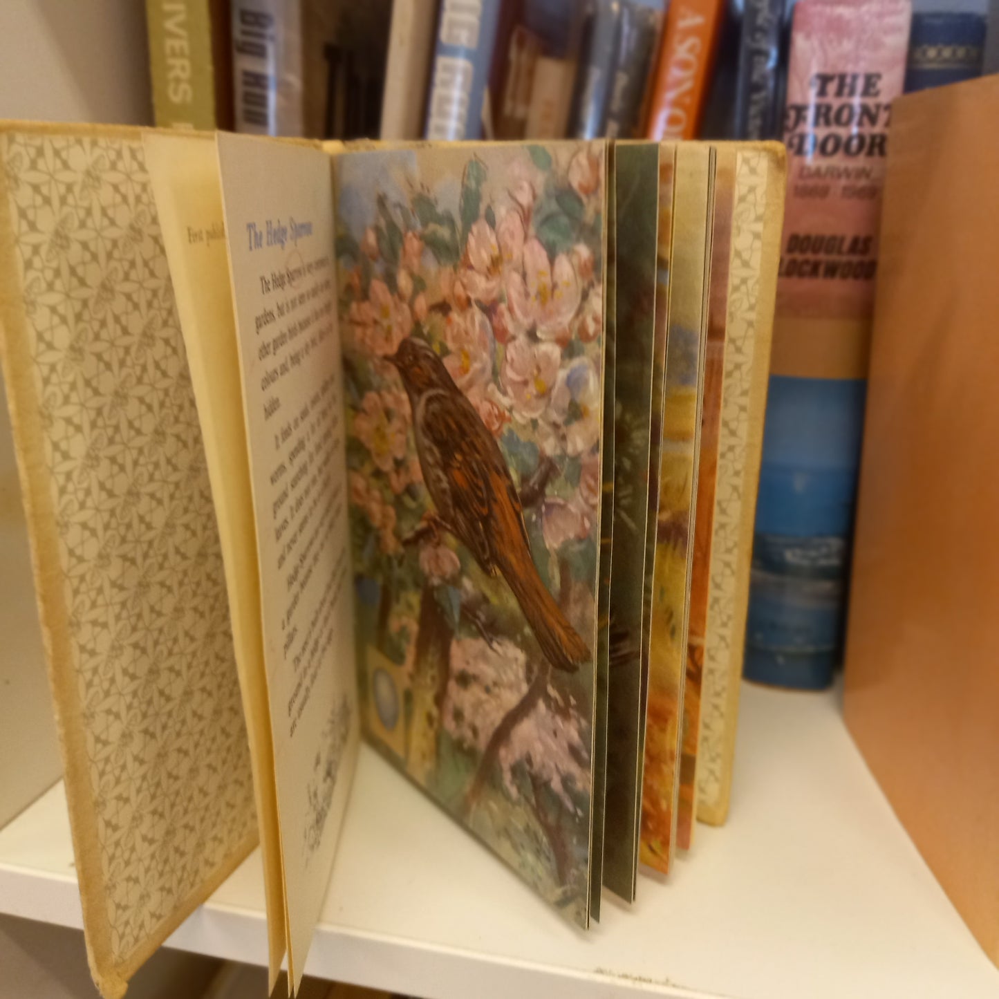 A Second Ladybird Book of British Birds and Their Nests by B. Vesey-Fitzgerald, Illustrated by A.W. Seaby (1954)-Book - Vintage children’s nonfiction / Natural history-Tilbrook and Co