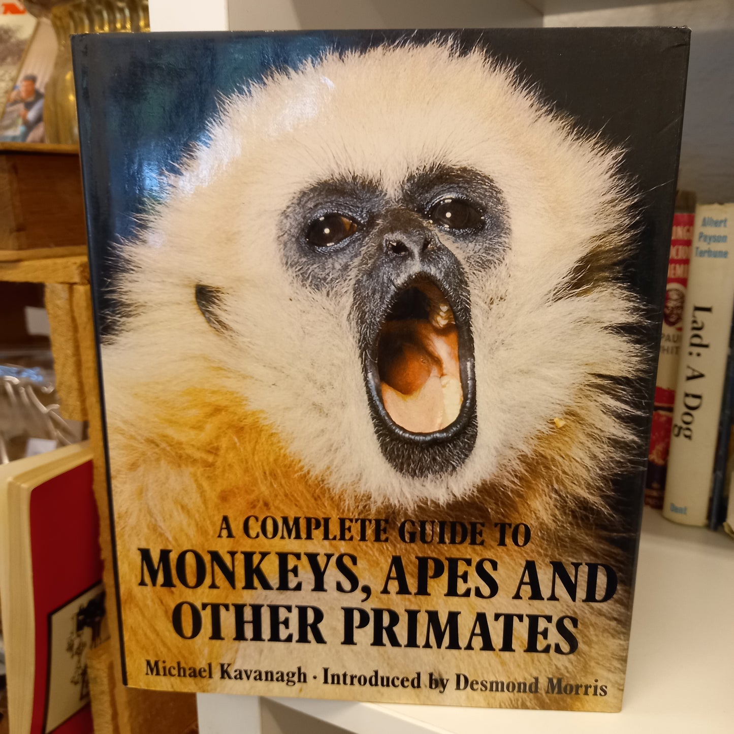 A complete guide to monkeys, apes, and other primates by Michael Kavanagh-Book-Tilbrook and Co