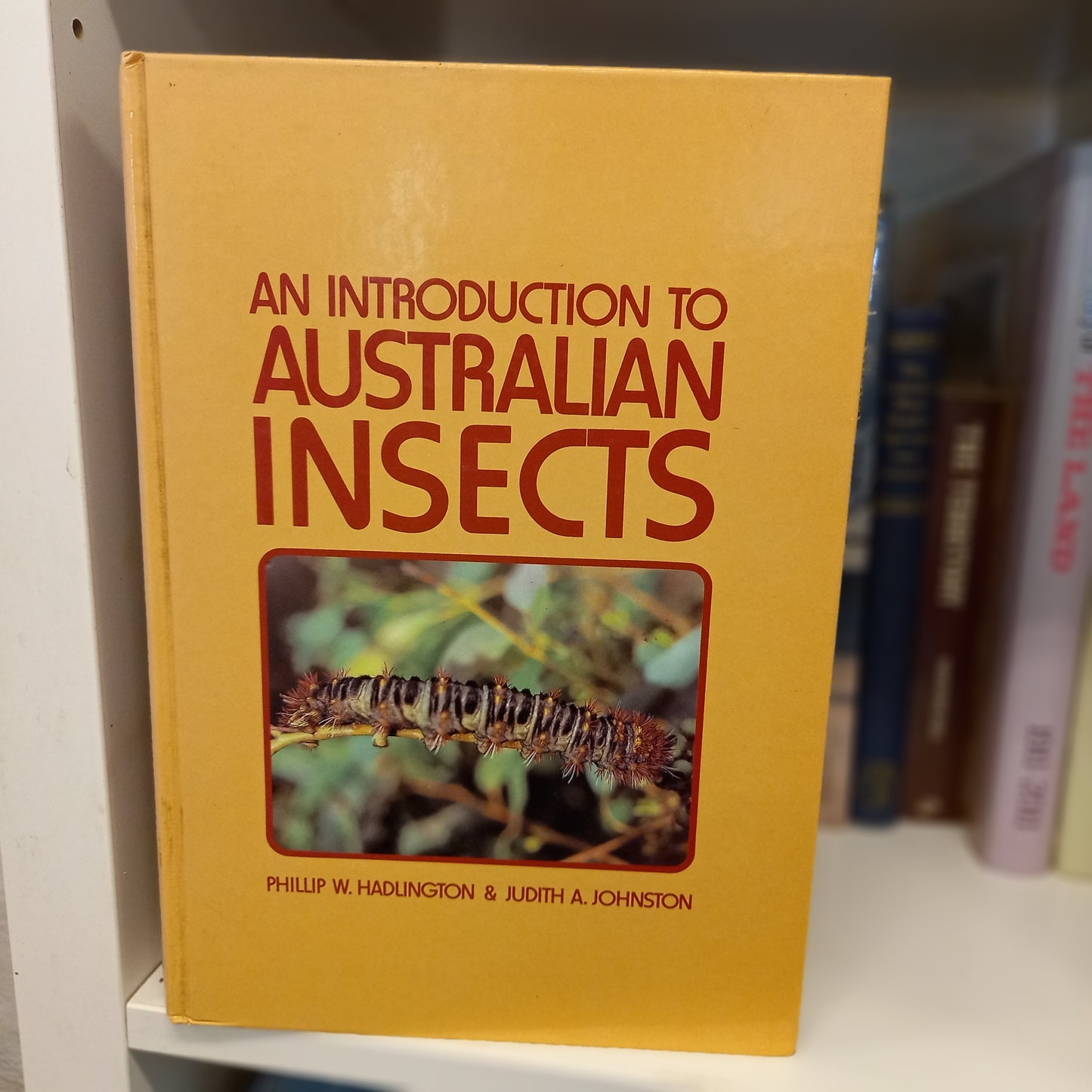 An Introduction of Australian Insects by Phillip W Hadlington and Judith A Johnston-Books-Tilbrook and Co