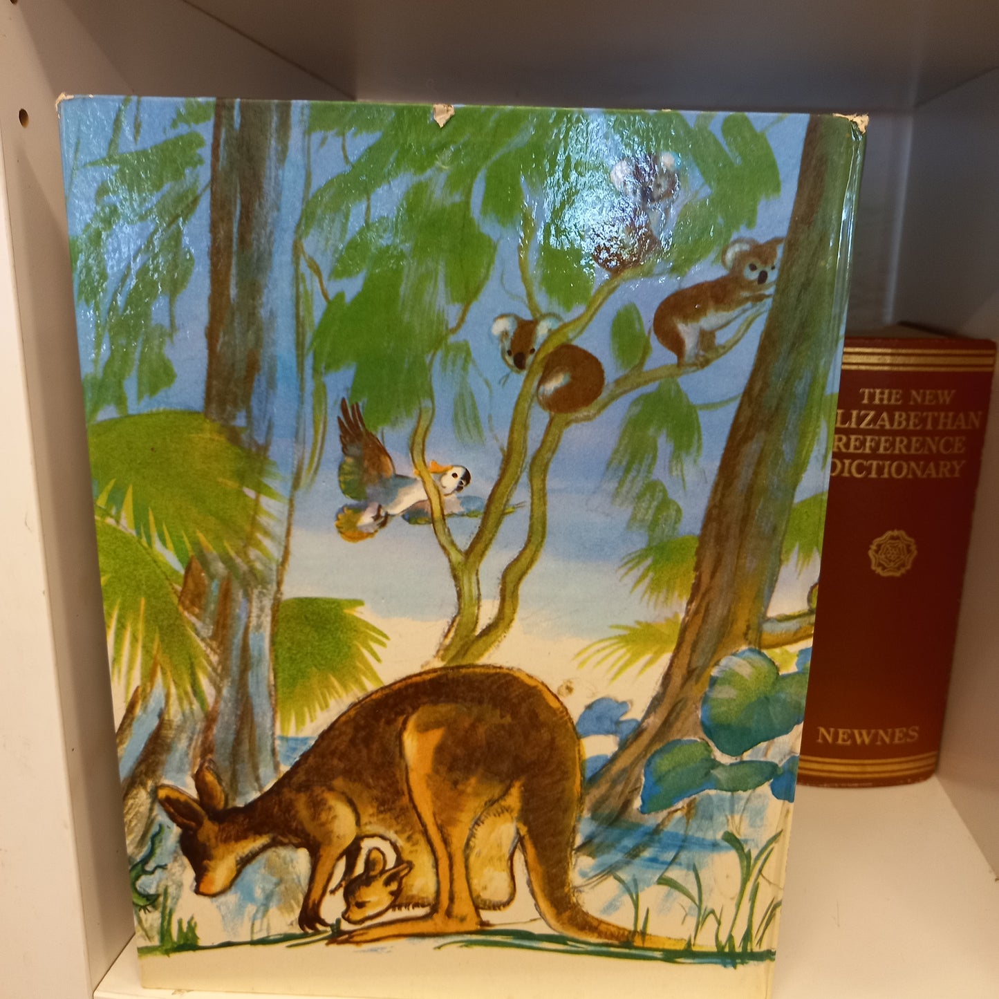 Animal Wonderland by Mary Brooks-Book-Tilbrook and Co