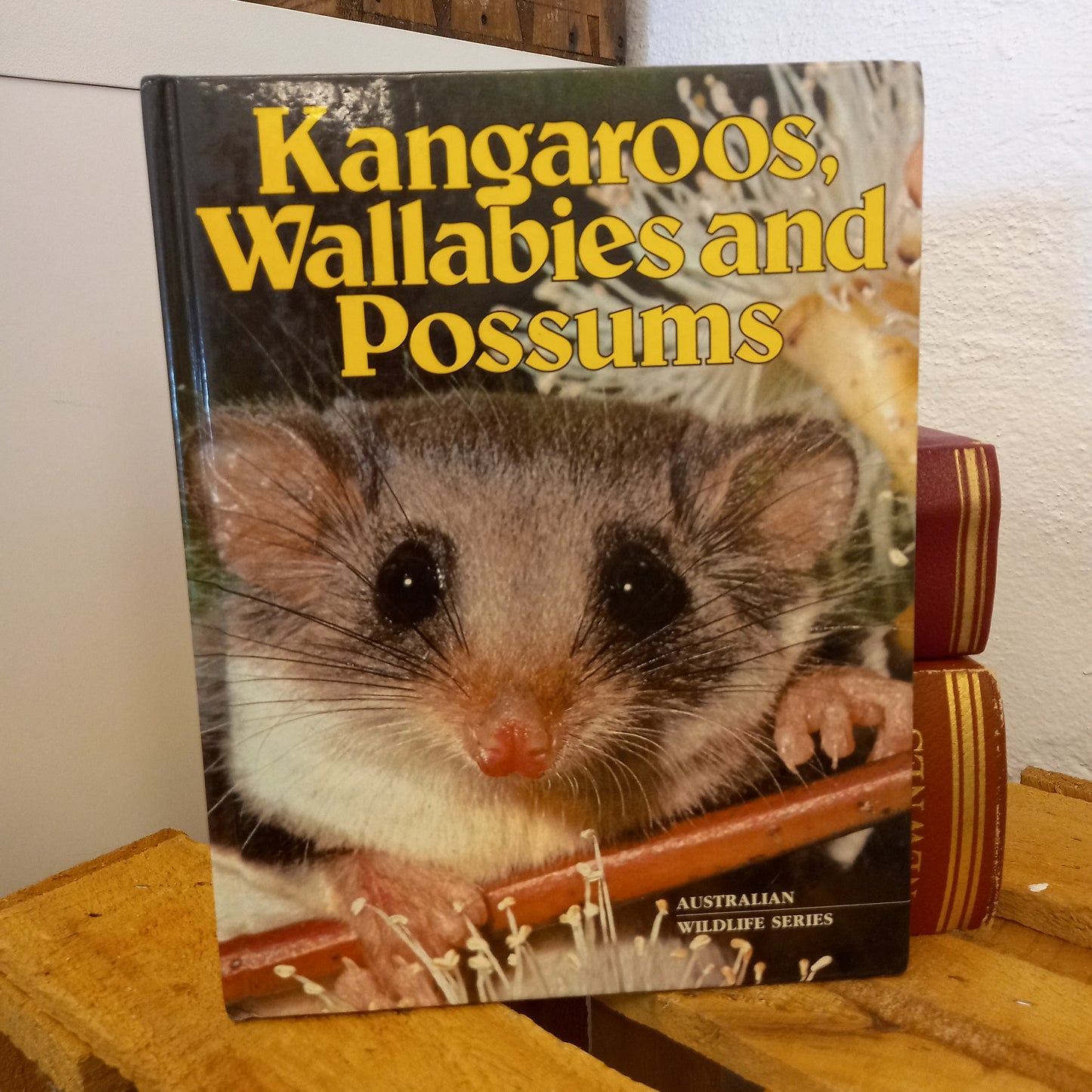 Kangaroos, Wallabies and Possums – Australian Wildlife Series (Bay Books, 1981)-Vintage Children's Books / Australian Natural History-Tilbrook and Co