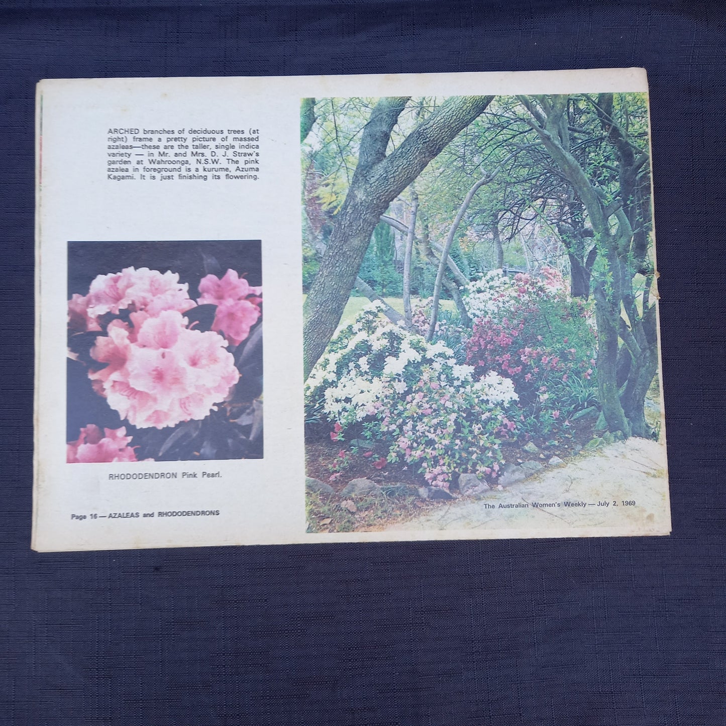 The Australian Women’s Weekly Presents A Guide to the Growing of Azaleas and Rhododendrons by Allan Searle (1969 Supplement)-Vintage Gardening Booklet / Homemaking Supplement-Tilbrook and Co
