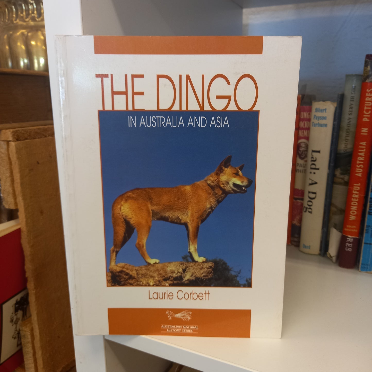 The Dingo in Australia & Asia (Australian Natural History Series) by L K Corbett-Book-Tilbrook and Co