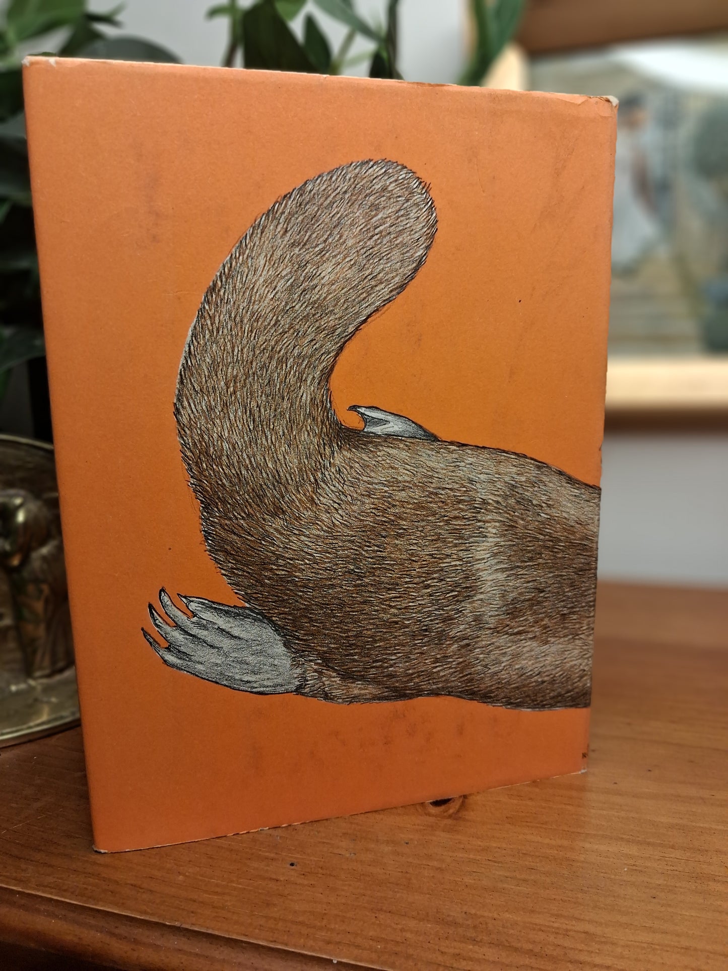 Back cover The Story of the Platypus by Alfred G. Milotte, illustrated by Helen Damrosh Tee-Van, vintage Angus and Robertson hardcover with dust jacket.