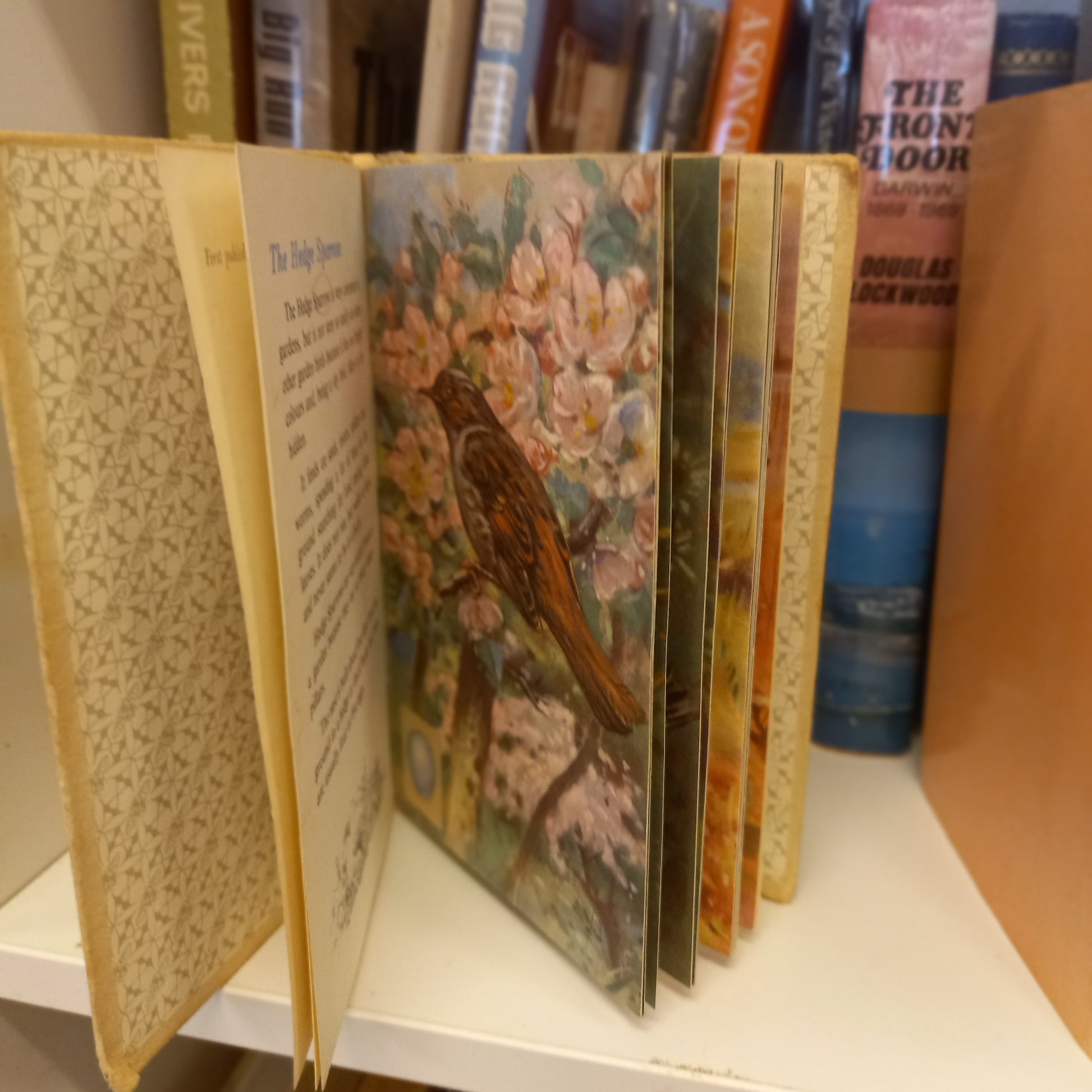 A Second Ladybird Book of British Birds and Their Nests by B. Vesey-Fitzgerald, Illustrated by A.W. Seaby (1954)-Book - Vintage children’s nonfiction / Natural history-Tilbrook and Co