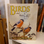 Birds and Their Eggs by David Stephen (Collins, London)-Book - Children’s nature book / Vintage wildlife guide-Tilbrook and Co