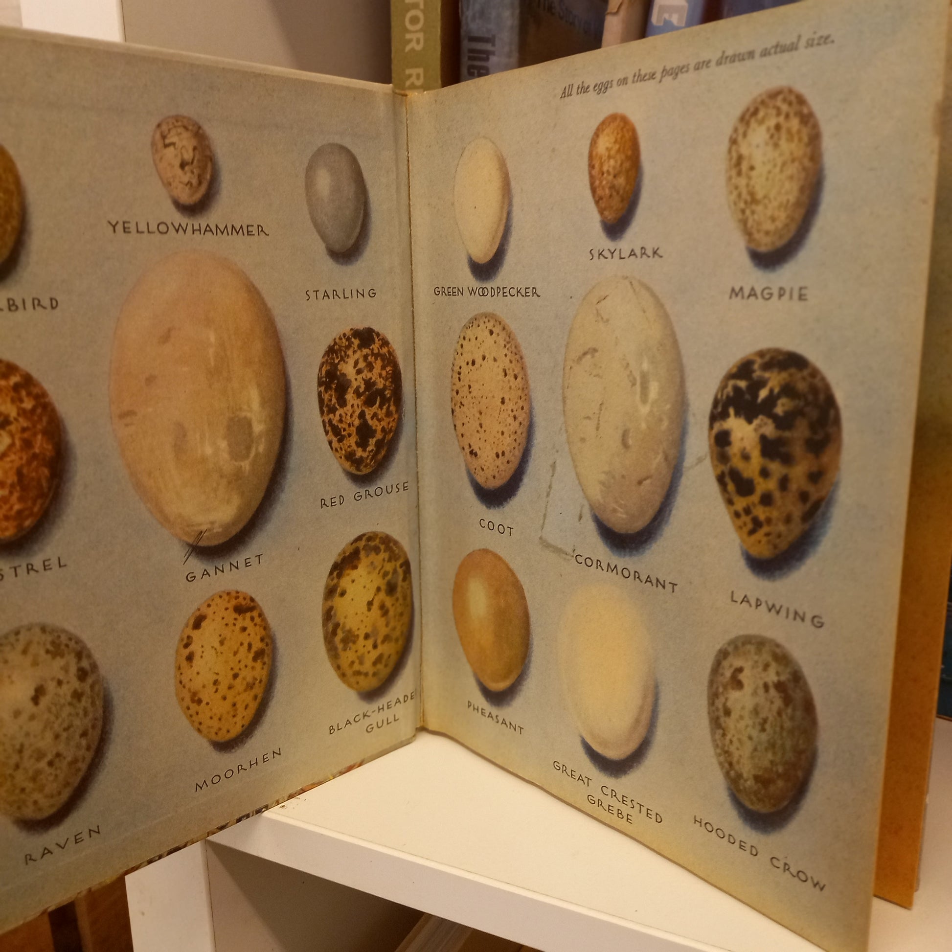 Birds and Their Eggs by David Stephen (Collins, London)-Book - Children’s nature book / Vintage wildlife guide-Tilbrook and Co