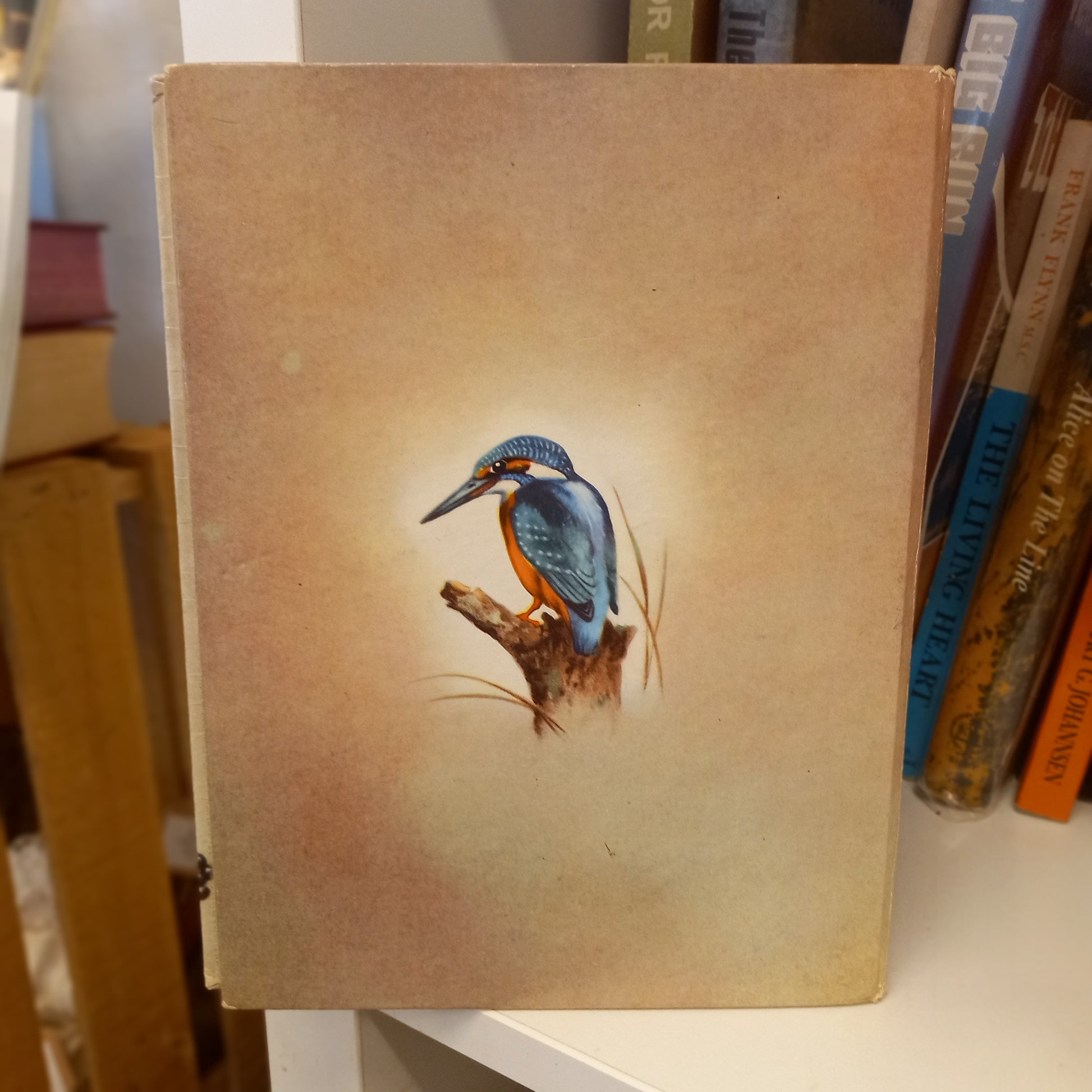 Birds and Their Eggs by David Stephen (Collins, London)-Book - Children’s nature book / Vintage wildlife guide-Tilbrook and Co