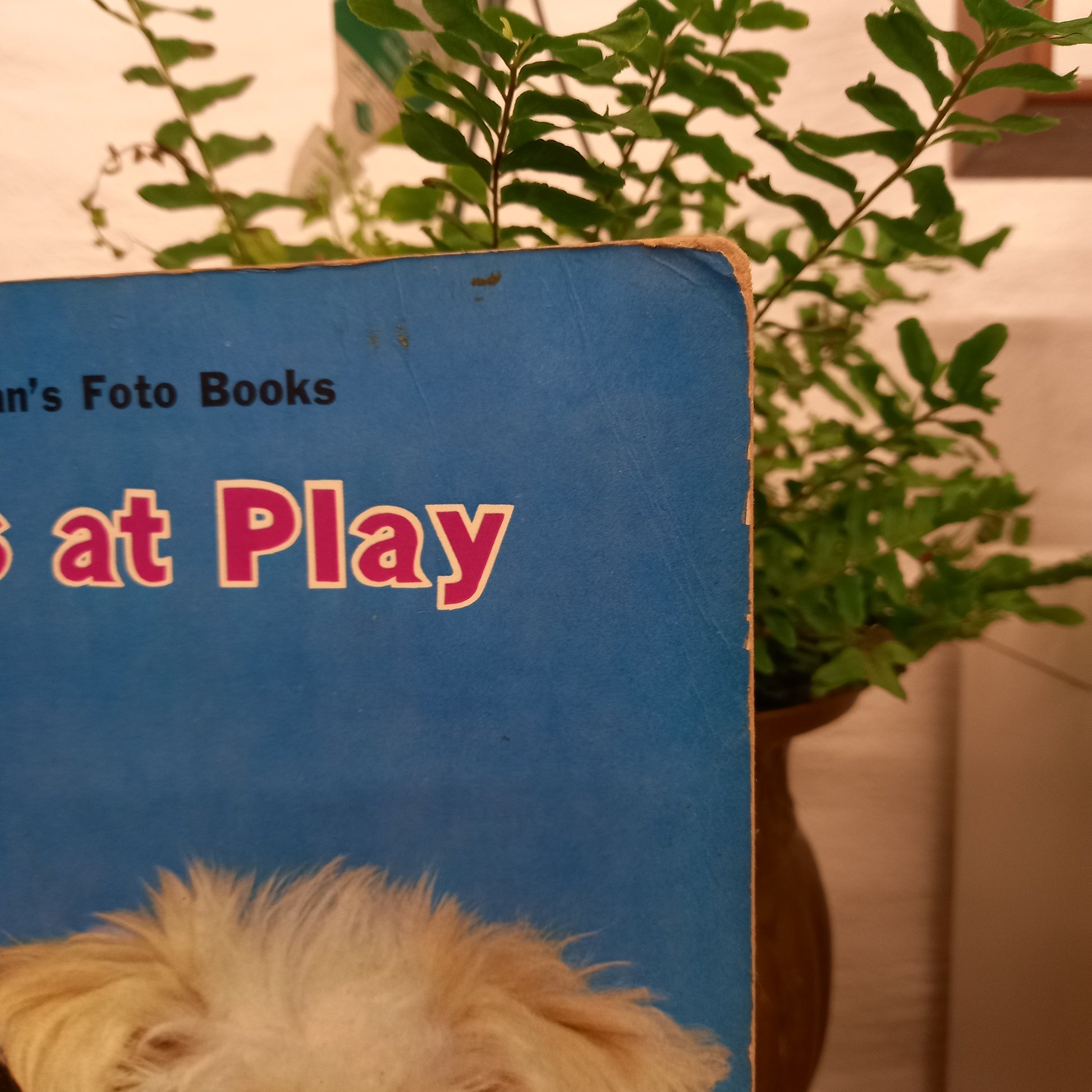 Pets at Play Toppan's Foto Books-Book-Tilbrook and Co