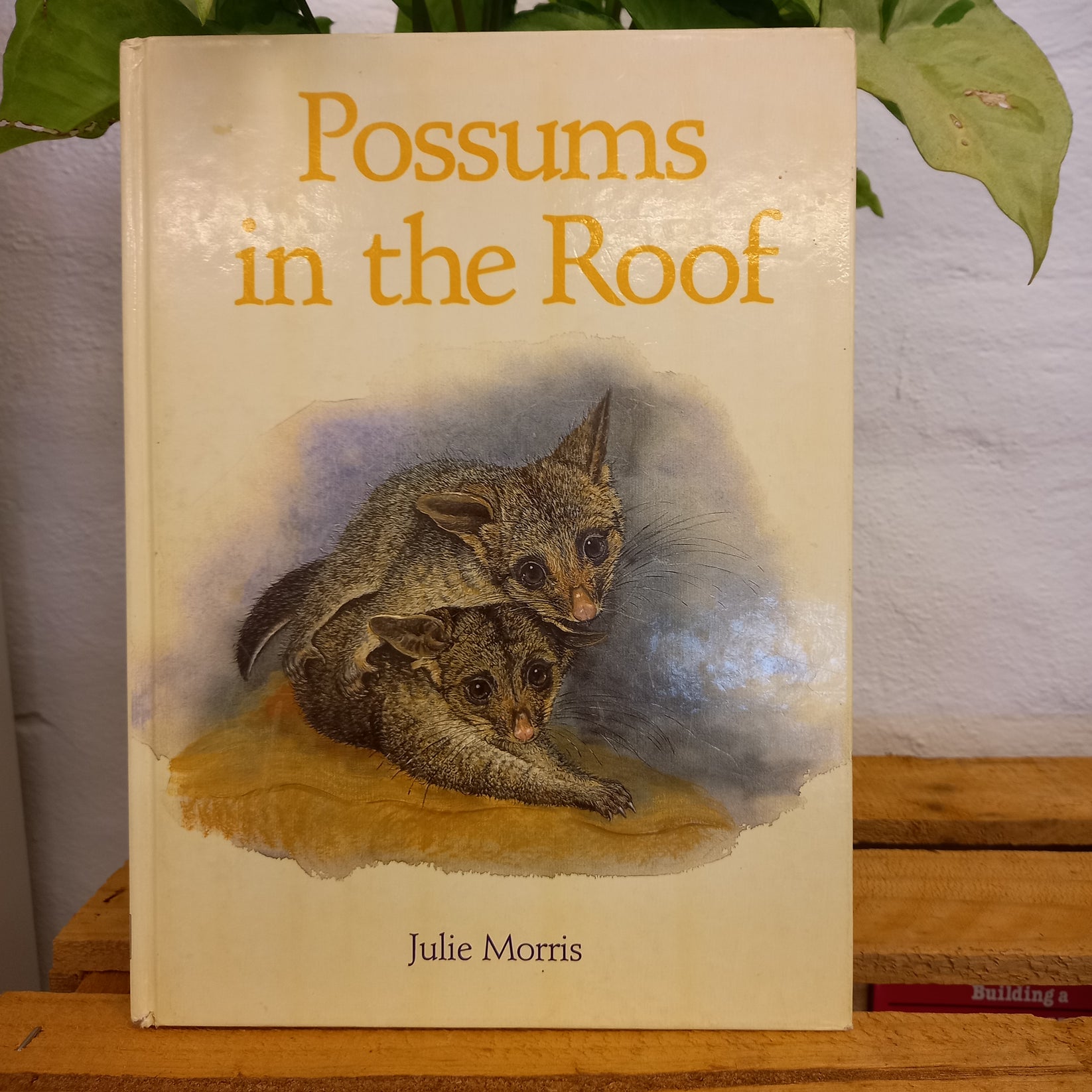 Possums In The Roof by Julie Morris – Tilbrook and Co