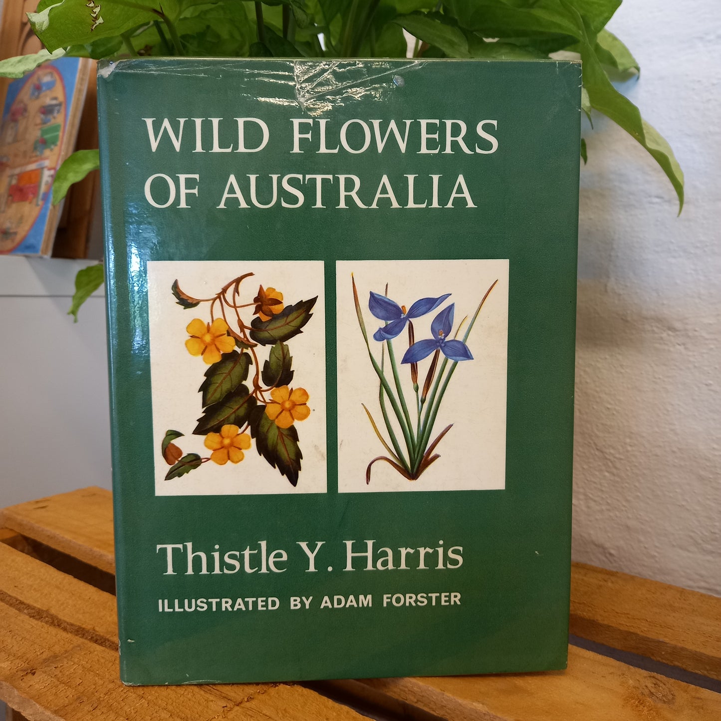 Wild flowers of Australia by Thistle Y Harris-Book-Tilbrook and Co