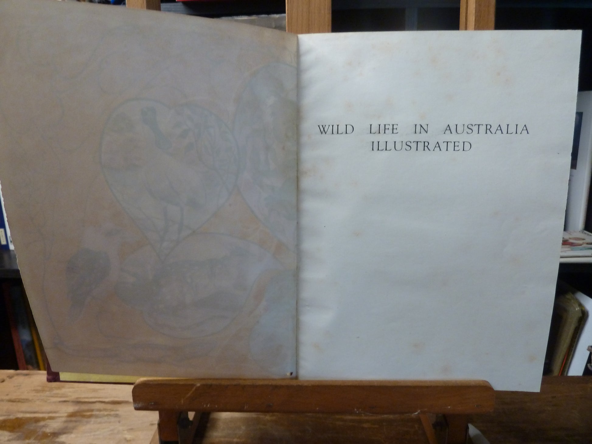 Wild Life in Australia Illustrated by Charles Barrett-Book-Tilbrook and Co